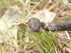 Lycodonomorphus inornatus