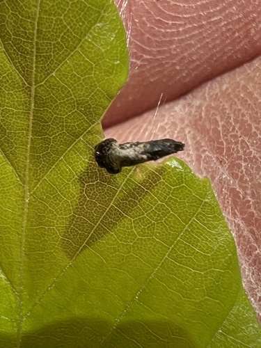 Coleophora querciella photo 5