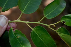 Cissus oblonga