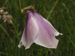 Gladiolus papilio