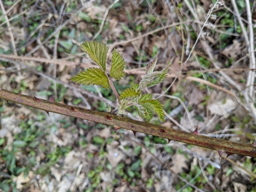 Rubus allegheniensis