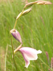 Gladiolus papilio