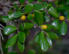 Diospyros humilis