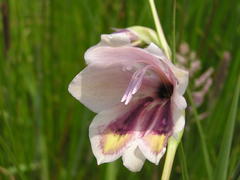 Gladiolus papilio