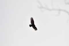 Cathartes aura