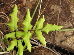 Cheilanthes viridis viridis