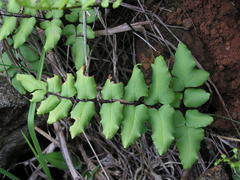 Cheilanthes viridis viridis