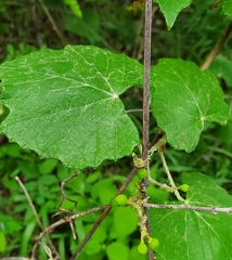 Vitis berlandieri