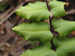 Cheilanthes viridis viridis