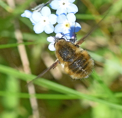 Bombylius fimbriatus