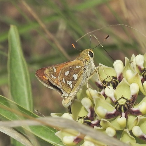Green Skipper photo 4