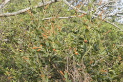 Citharexylum caudatum
