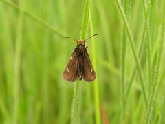 Metisella meninx