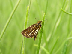 Metisella meninx