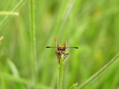 Metisella meninx