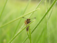 Metisella meninx