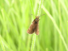 Metisella meninx