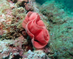 Hexabranchus