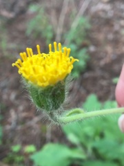 Arnica discoidea