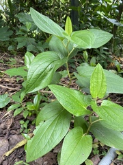 Saururus chinensis