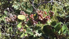 Davilla elliptica