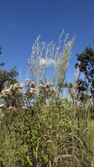 Cabobanthus polysphaerus