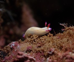 Hypselodoris violabranchia