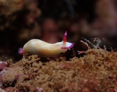 Hypselodoris violabranchia