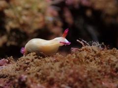 Hypselodoris violabranchia