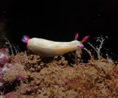 Hypselodoris violabranchia