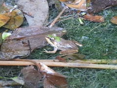 Lithobates vaillanti