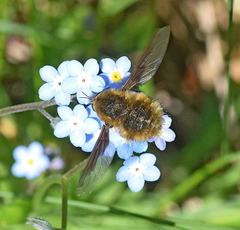 Bombylius fimbriatus