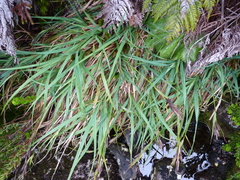 Carex stuessyi