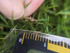 Zoysia pacifica