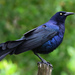 Great-tailed Grackle - Photo (c) Ad Konings, some rights reserved (CC BY-NC), uploaded by Ad Konings