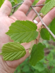 Corylus heterophylla