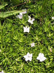 Craterocapsa tarsodes