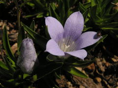 Craterocapsa tarsodes