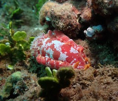 Hexabranchus