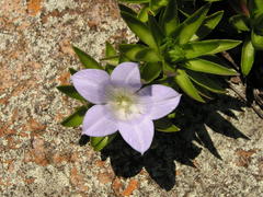 Craterocapsa tarsodes