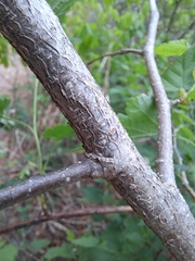 Corylus heterophylla