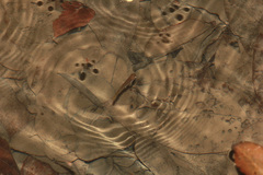 Anablepsoides hartii