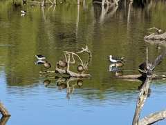 Himantopus leucocephalus