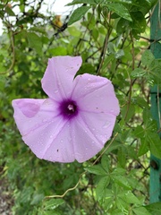 Ipomoea cairica