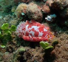 Hexabranchus
