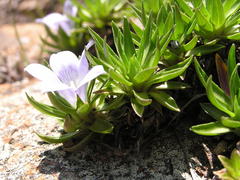 Craterocapsa tarsodes