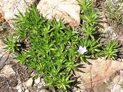 Craterocapsa tarsodes