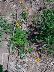 Kallstroemia grandiflora