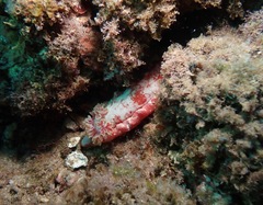 Hexabranchus