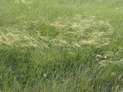 Nassella leucotricha